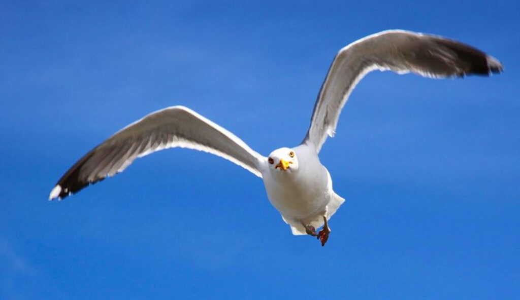 Seagulls