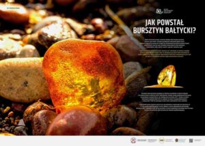 Jak powstał bursztyn